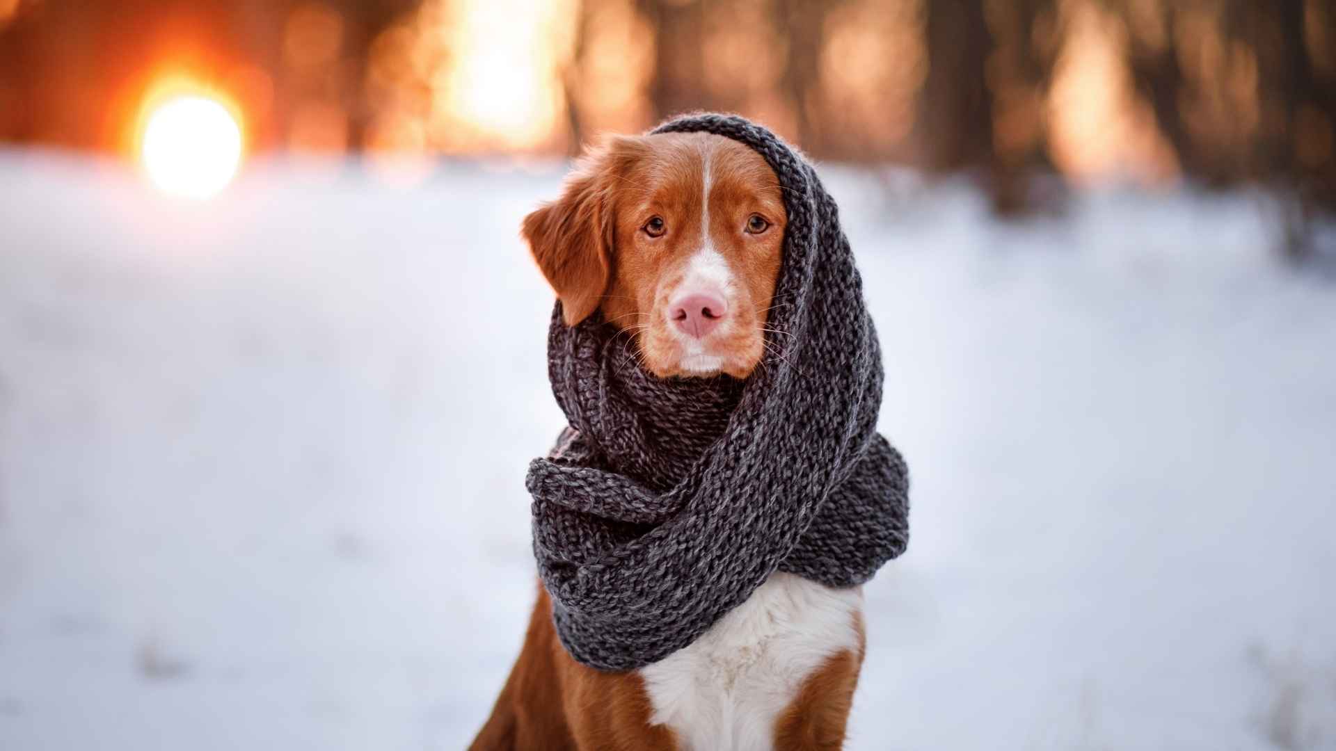 Los perros tienen frio